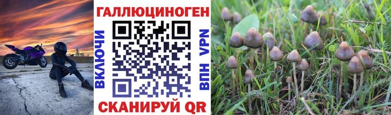 MEGA как зайти  Каменск-Шахтинский  Галлюциногенные грибы мицелий 